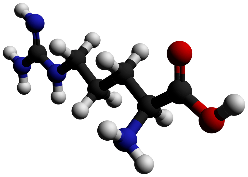 arginine in Erectil