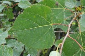 Aspen use to improve power
